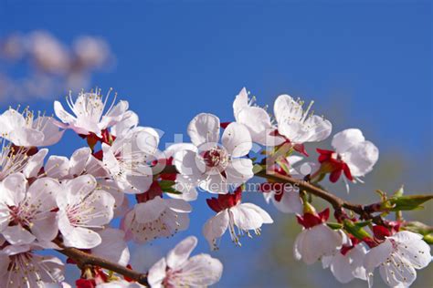 樹開花